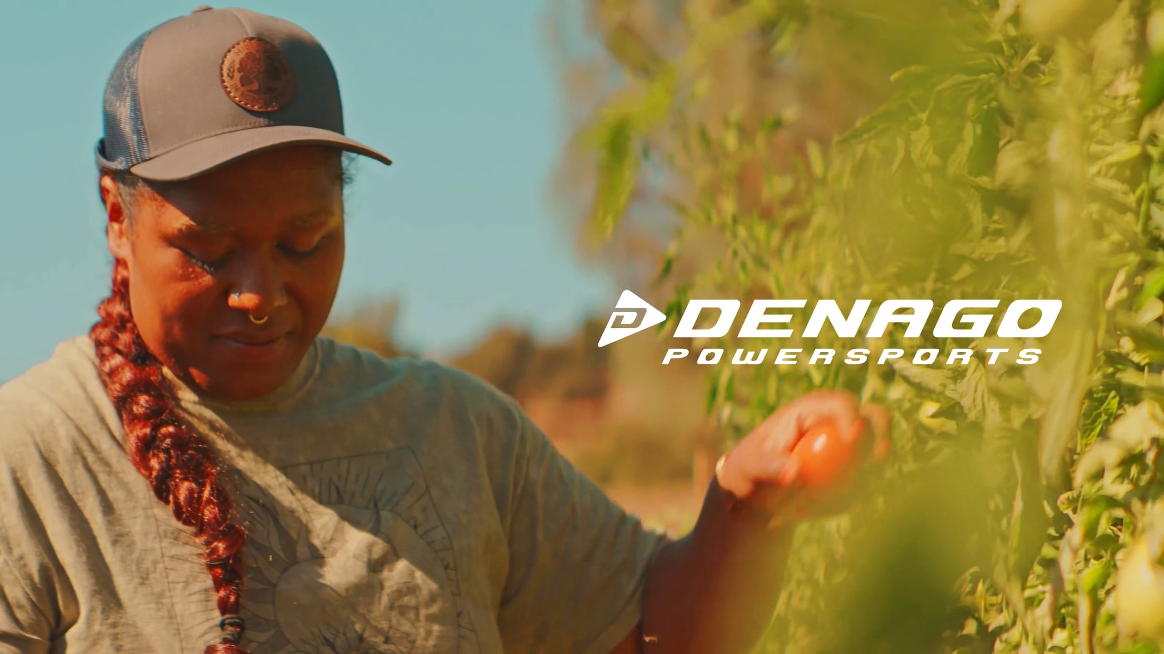 Person wearing cap harvesting tomatoes from plants outdoors with Denago Powersports logo overlay in sunny agricultural field setting.